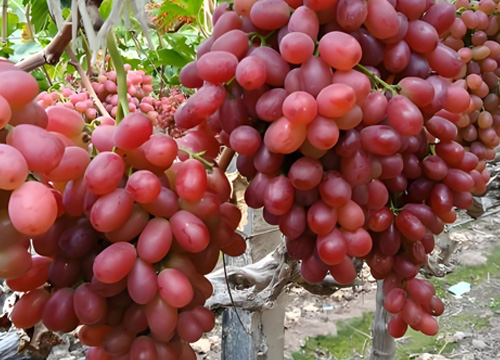 Crinsn Seedless Grapes