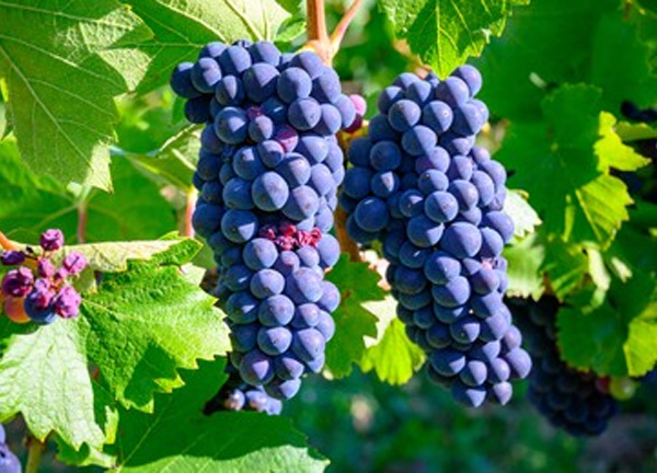 Autumn Black Grapes